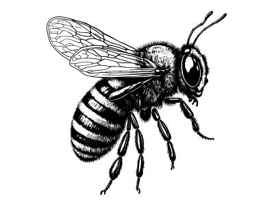vcela